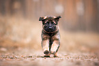 GDR German Shepherd