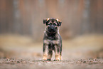 GDR German Shepherd