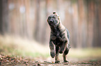 GDR German Shepherd