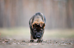 GDR German Shepherd
