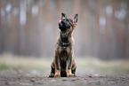 GDR German Shepherd