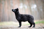 GDR German Shepherd