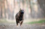 GDR German Shepherd