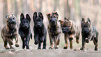 GDR German Shepherd
