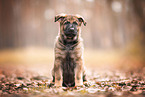 GDR German Shepherd