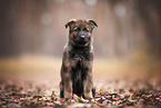 GDR German Shepherd