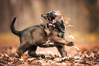 GDR German Shepherd
