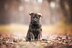 GDR German Shepherd