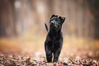 GDR German Shepherd