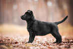GDR German Shepherd
