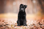 GDR German Shepherd