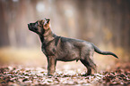 GDR German Shepherd