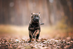 GDR German Shepherd