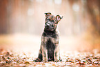 GDR German Shepherd