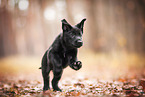 GDR German Shepherd