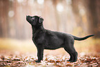 GDR German Shepherd
