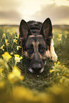 German Shepherd