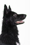 black German Shepherd