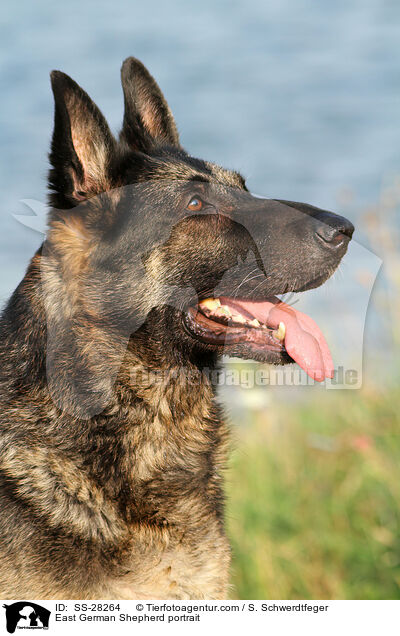 East German Shepherd portrait / SS-28264