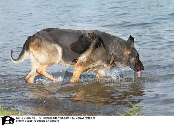 drinking East German Shepherd / SS-28275