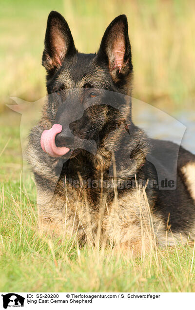 lying East German Shepherd / SS-28280