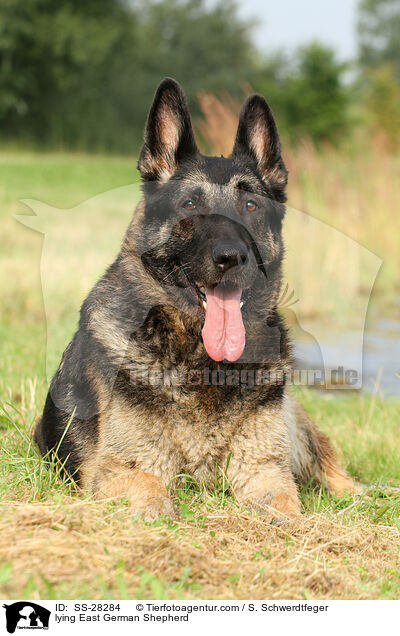 lying East German Shepherd / SS-28284