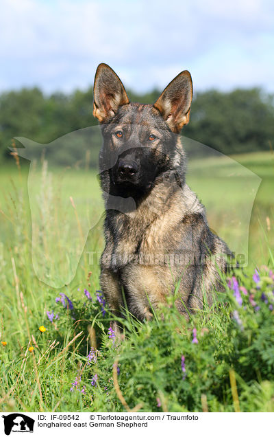 longhaired east German Shepherd / IF-09542