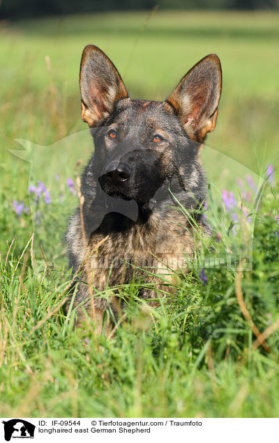 longhaired east German Shepherd / IF-09544