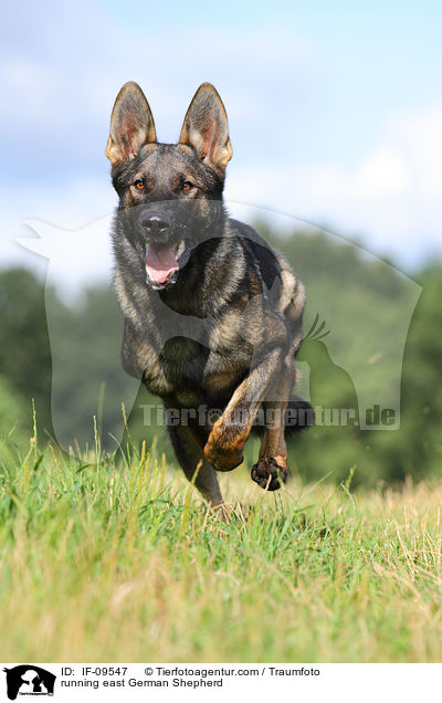 running east German Shepherd / IF-09547