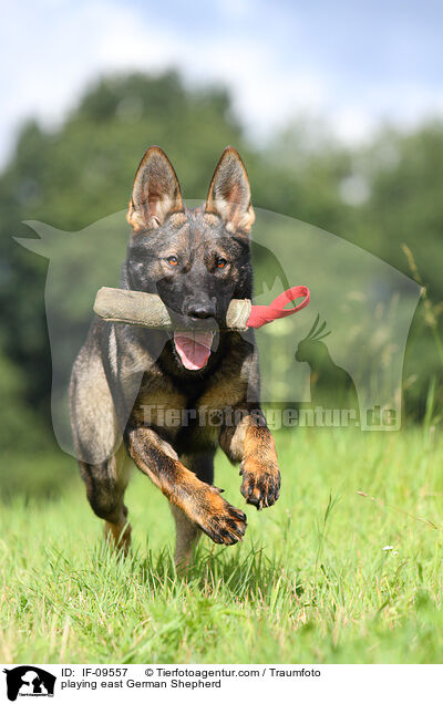 playing east German Shepherd / IF-09557