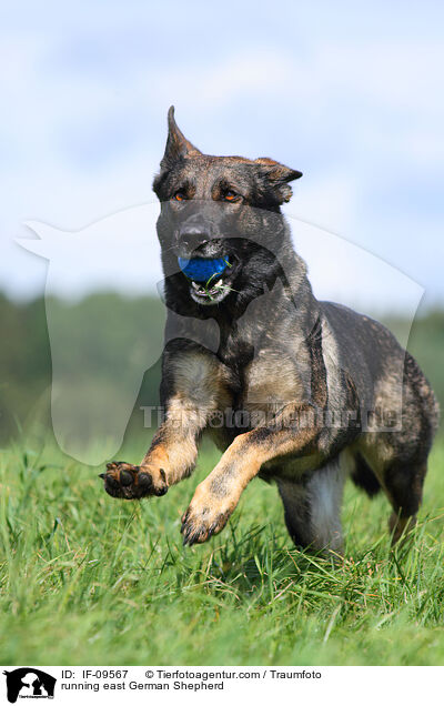 running east German Shepherd / IF-09567