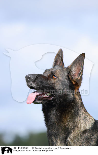 longhaired east German Shepherd / IF-09569