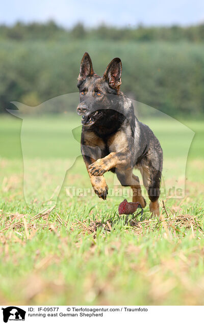running east German Shepherd / IF-09577