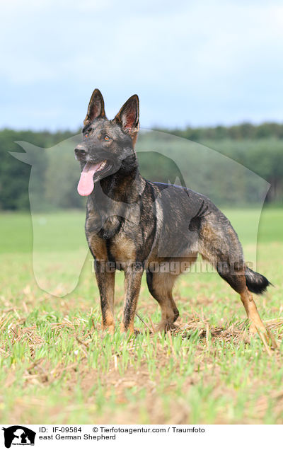 east German Shepherd / IF-09584