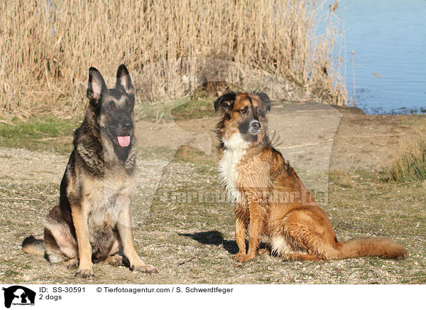 2 Hunde / 2 dogs / SS-30591