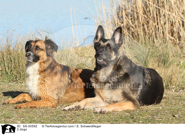 2 dogs / SS-30592