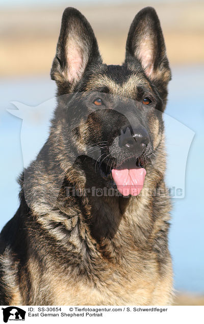 Deutscher Schferhund DDR Portrait / East German Shepherd Portrait / SS-30654