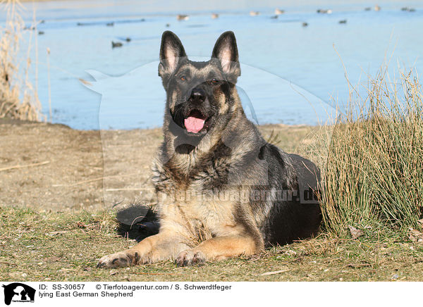 lying East German Shepherd / SS-30657
