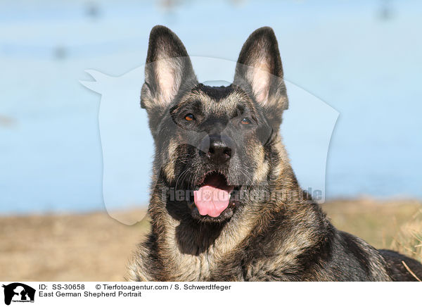 Deutscher Schferhund DDR Portrait / East German Shepherd Portrait / SS-30658