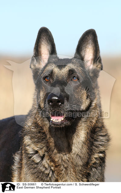 East German Shepherd Portrait / SS-30661