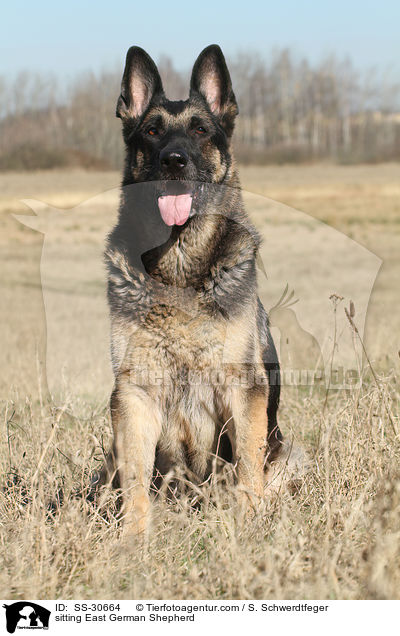 sitting East German Shepherd / SS-30664