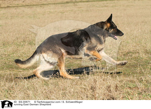 running East German Shepherd / SS-30671