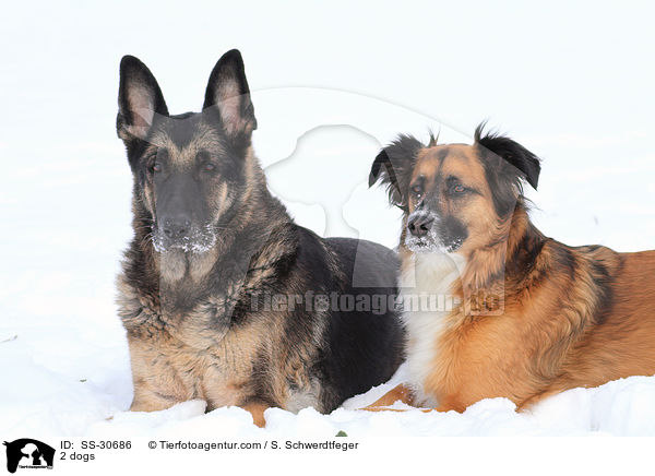 2 dogs / SS-30686