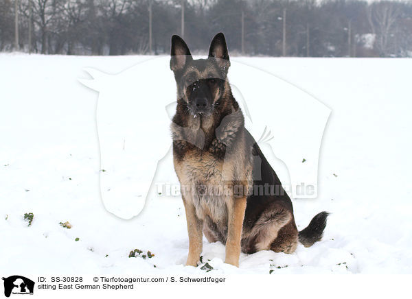 sitting East German Shepherd / SS-30828