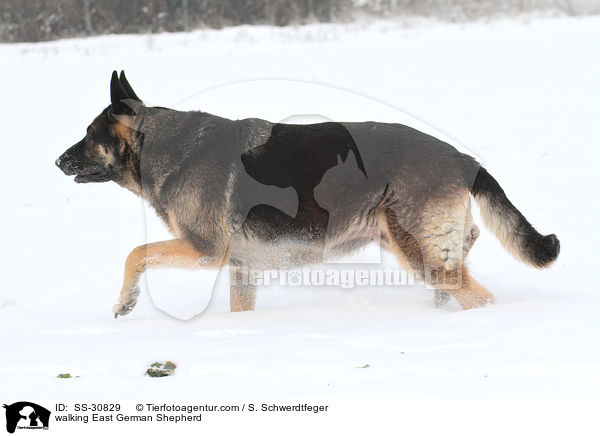 walking East German Shepherd / SS-30829