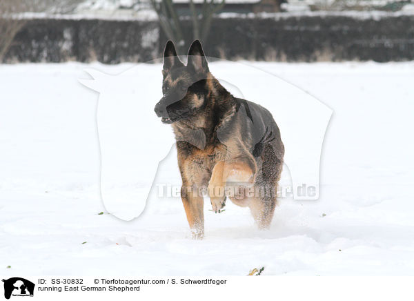 running East German Shepherd / SS-30832