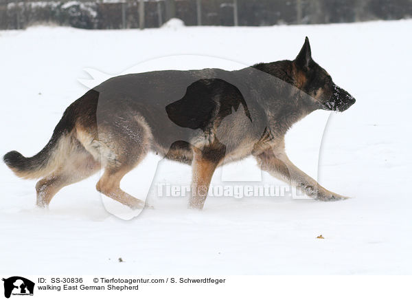 walking East German Shepherd / SS-30836