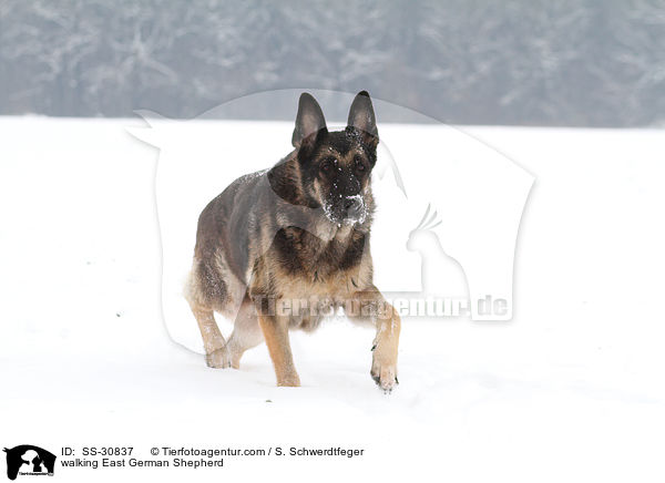 walking East German Shepherd / SS-30837