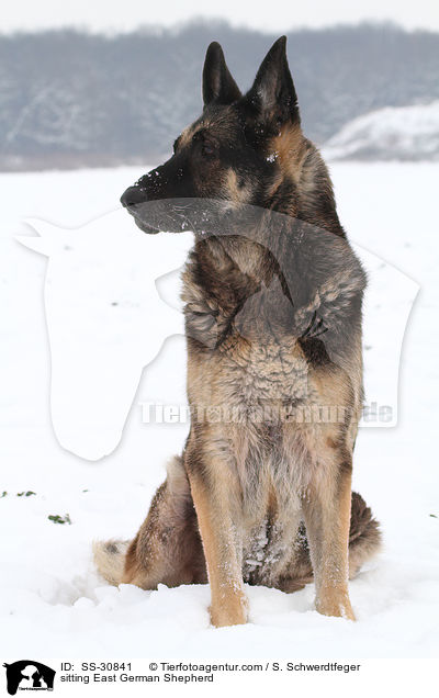 sitting East German Shepherd / SS-30841