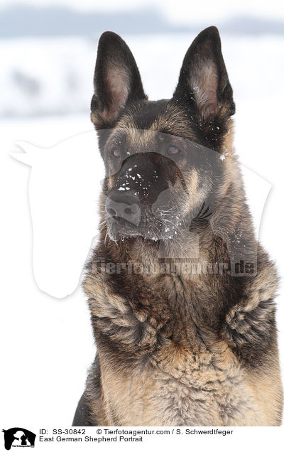 East German Shepherd Portrait / SS-30842